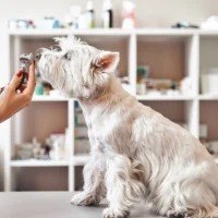 Praxissoftware AnimalOffice - Heimtier