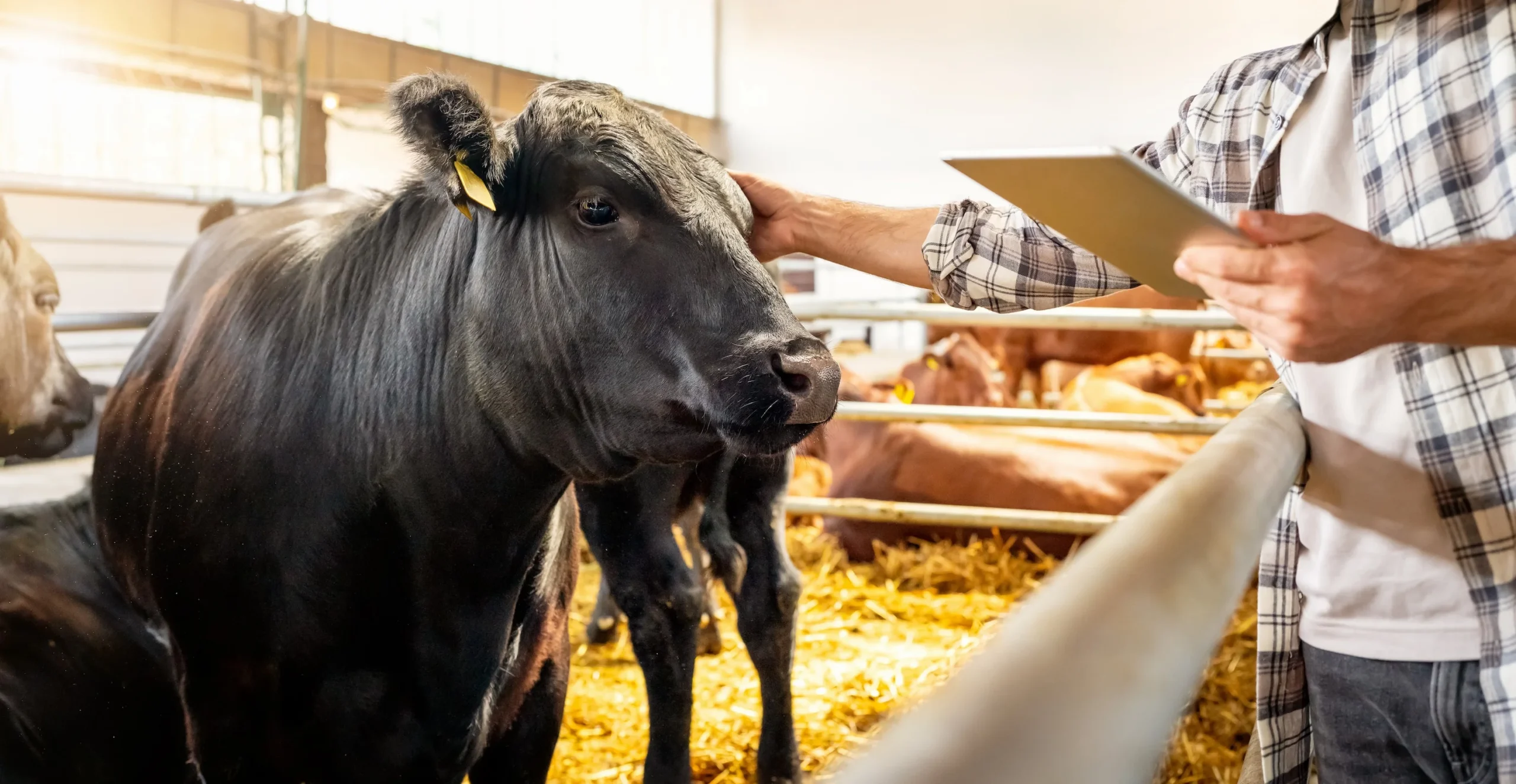 Praxissoftware AnimalOffice - Tierarztsoftware