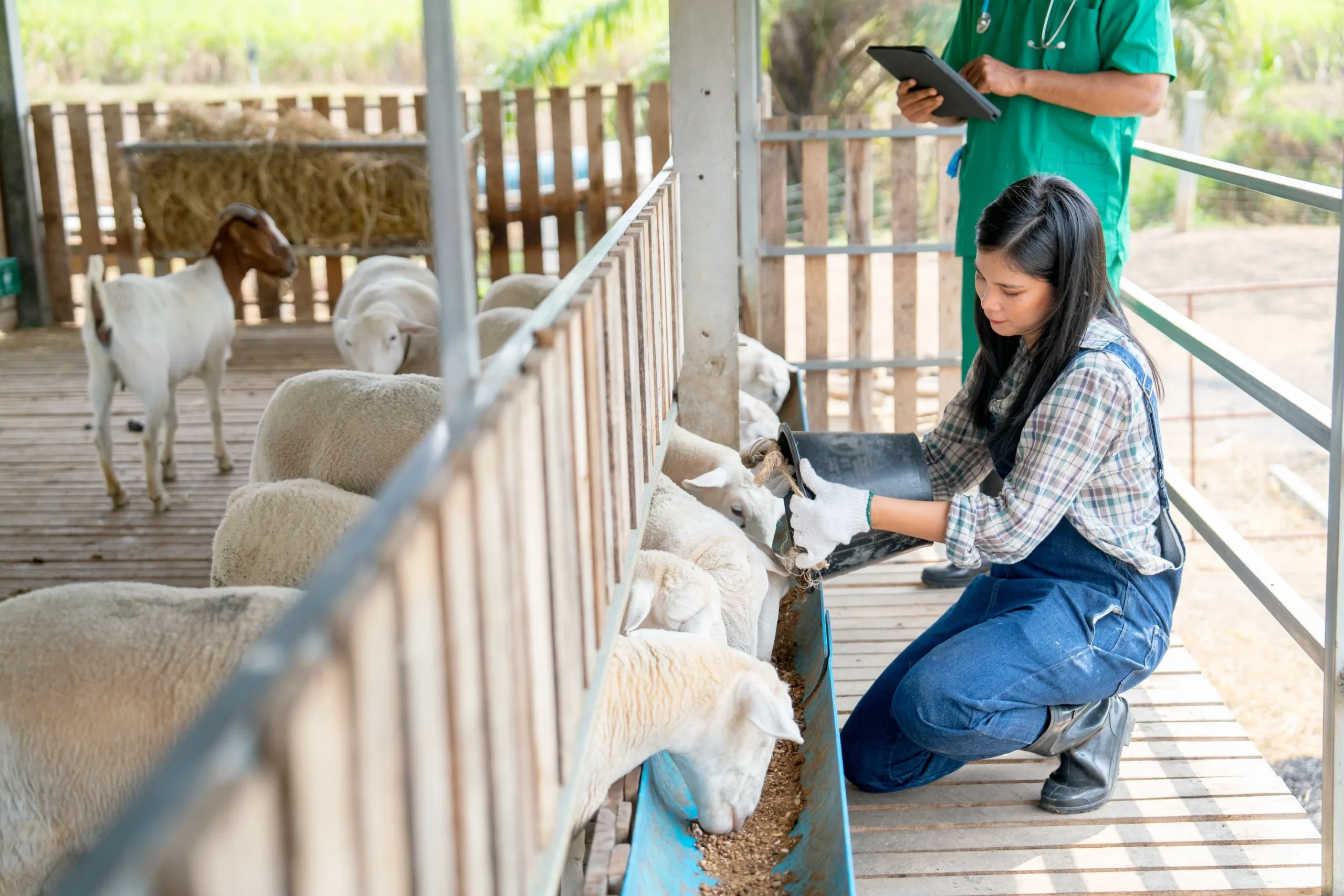 Praxissoftware AnimalOffice - alles in einem System